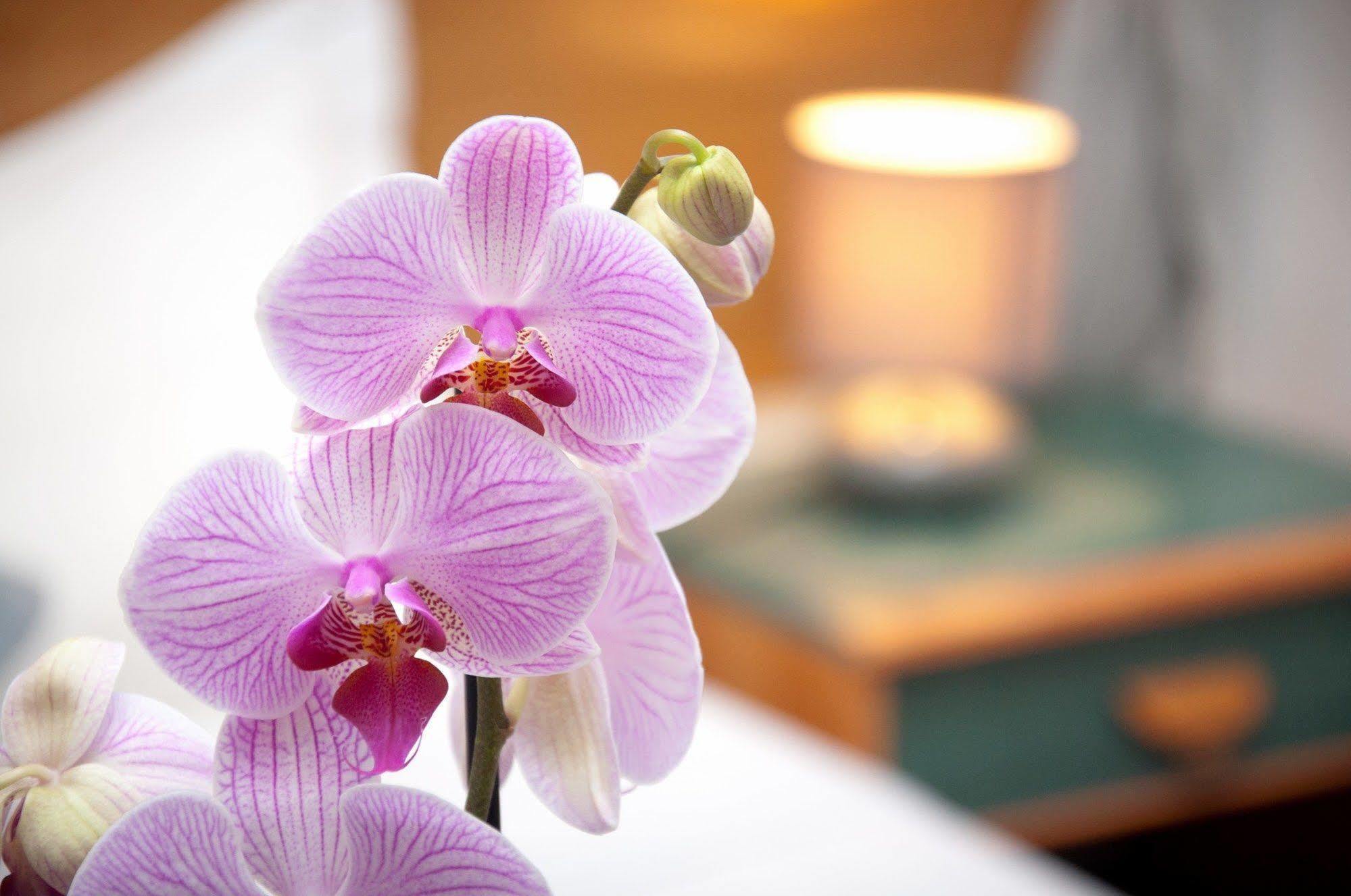 Castel De Siam Hotell Houlgate Eksteriør bilde